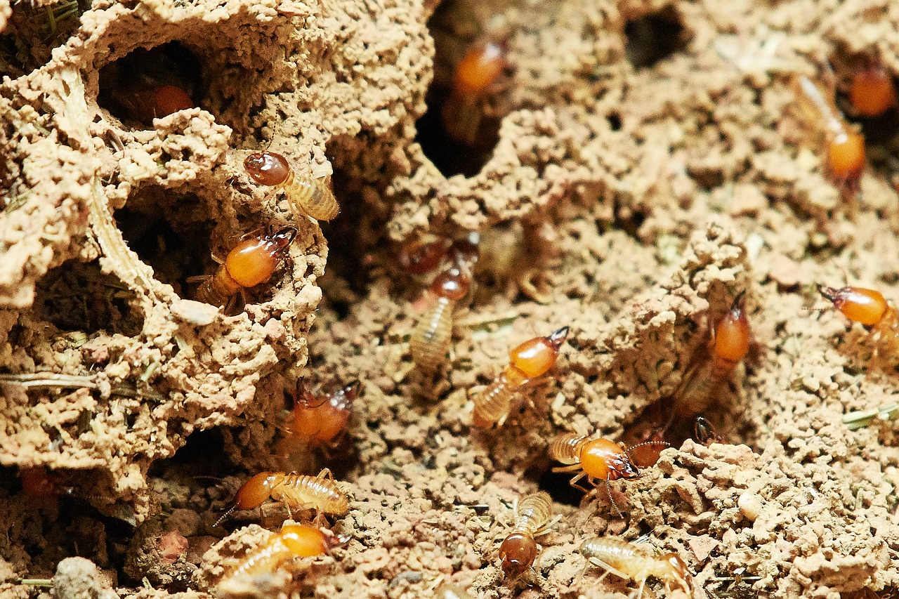 Does My Home Insurance Cover Termite Damage?