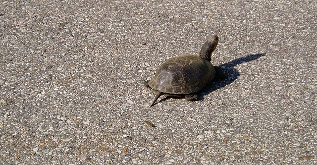 Crossing The Road! Wildlife Causing Accidents