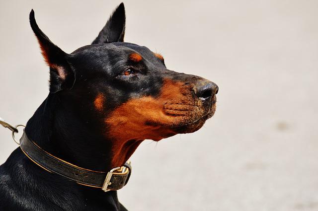 Doberman 1334496 640